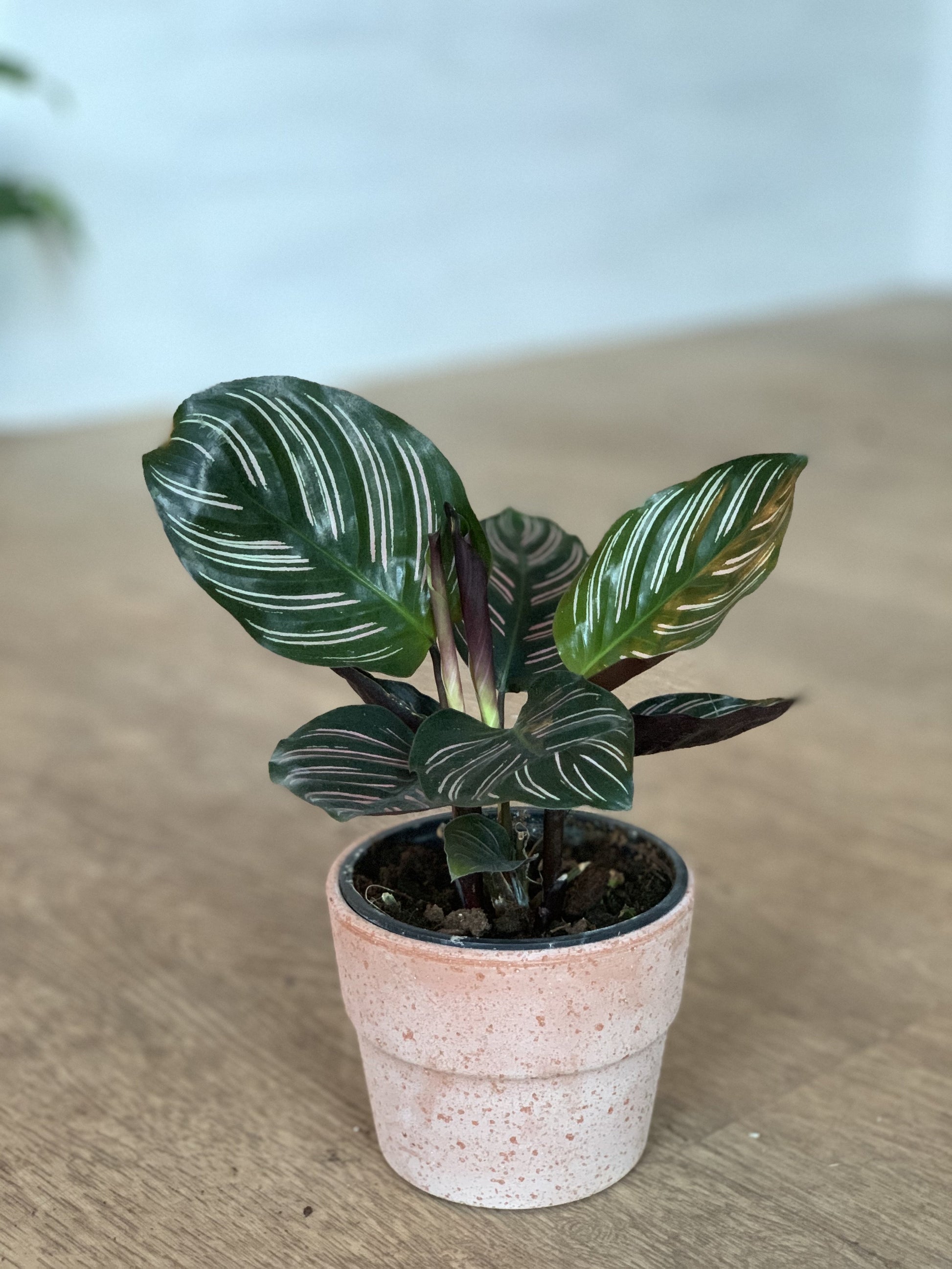 Orélie (Calathea)