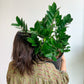 Zach (Zamioculcas) 10 Po.