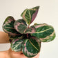 Laura (Calathea)