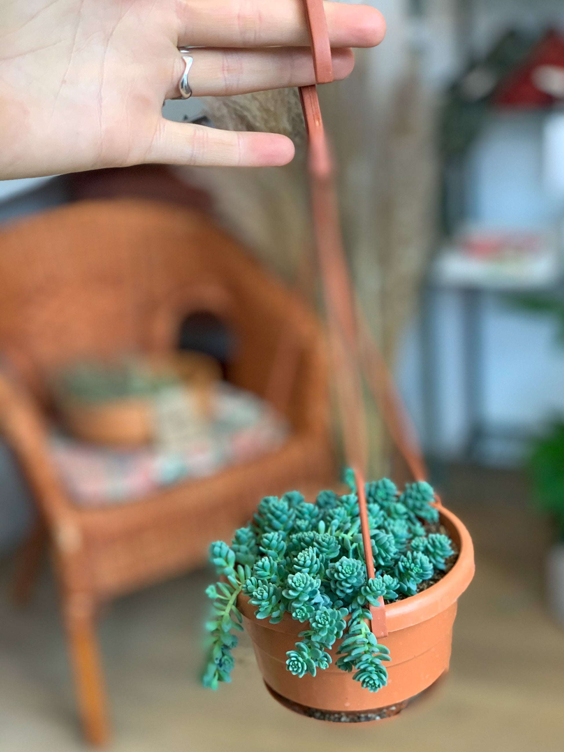 Delphine (Sedum) 4.5 Po. Suspendu