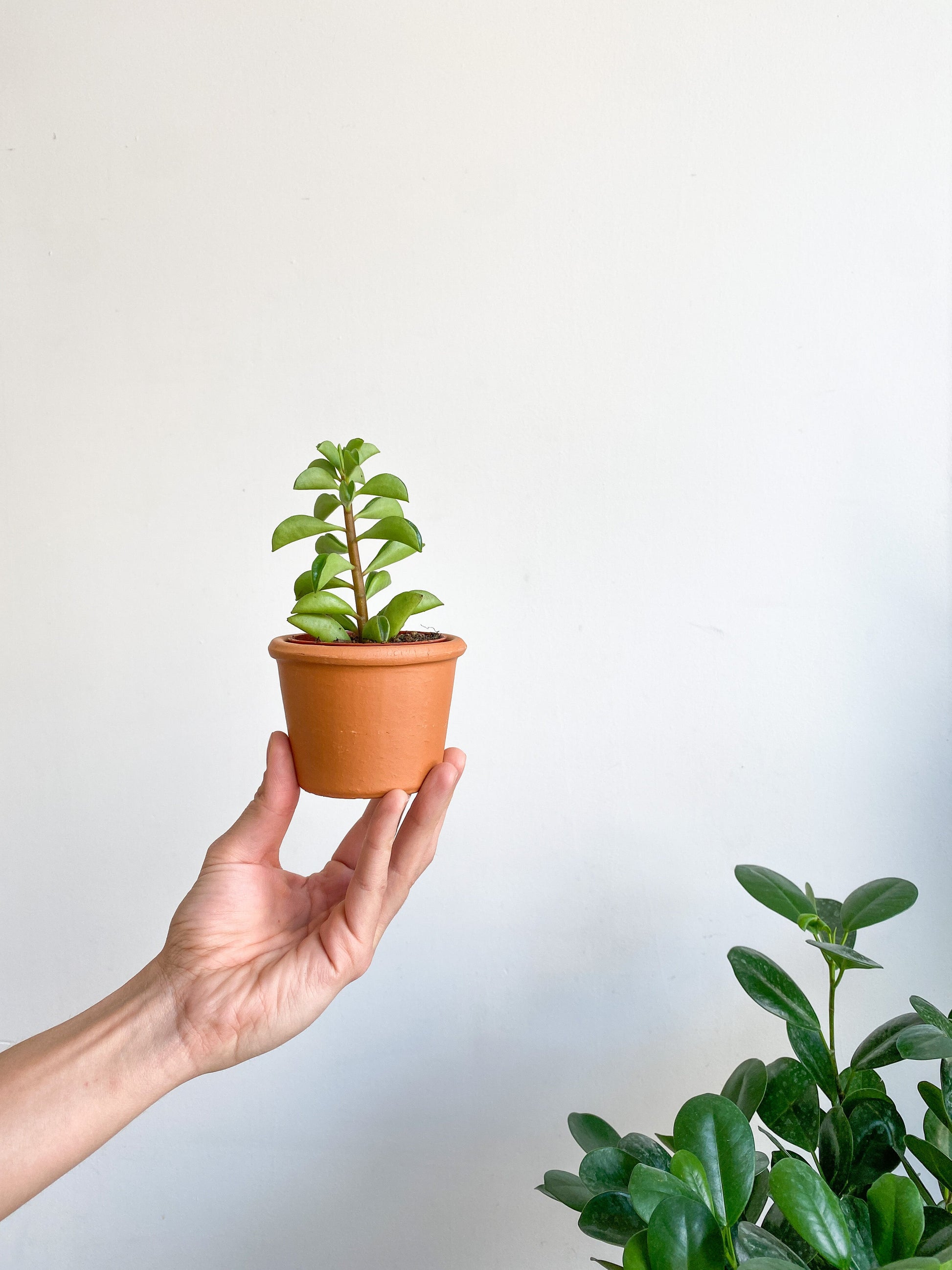 Taco (Peperomia) - 2.5 po.
