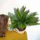 Reva (Cycas) - 10 po.