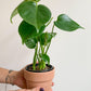 Jeune Monica (Monstera) 4 Po.