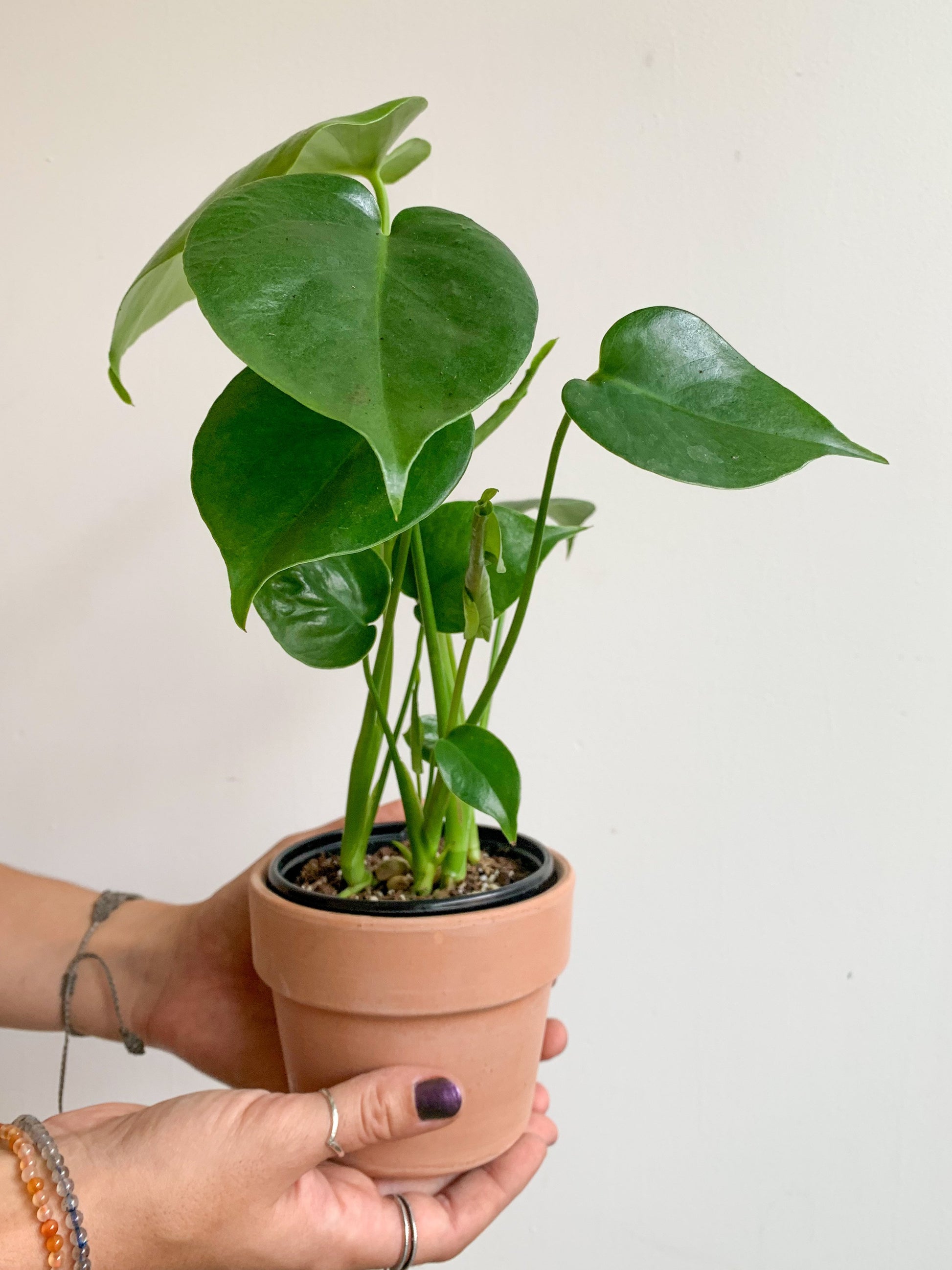 Jeune Monica (Monstera) 4 Po.