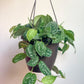 Pierre (Scindapsus) 6 Po. Suspendu