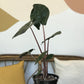 Yucatan (Alocasia) 6 Po.