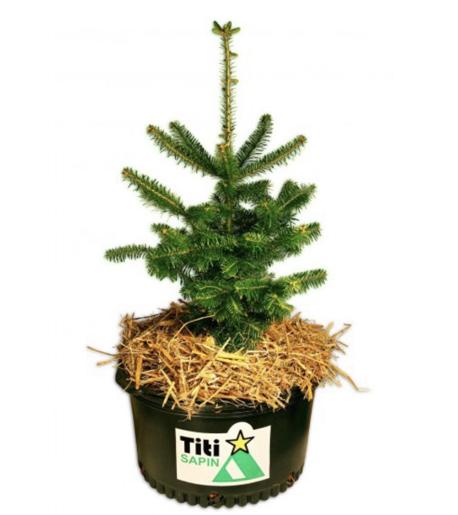 Titi Sapin