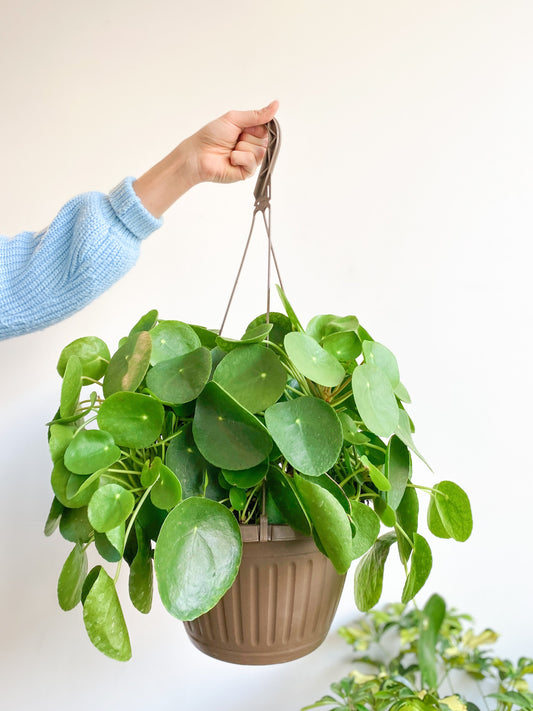 Pepe (Pilea) - 10 po. suspendu