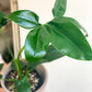 Goldie (Philodendron)