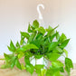 Charles (Pothos Neon) 8 Po.