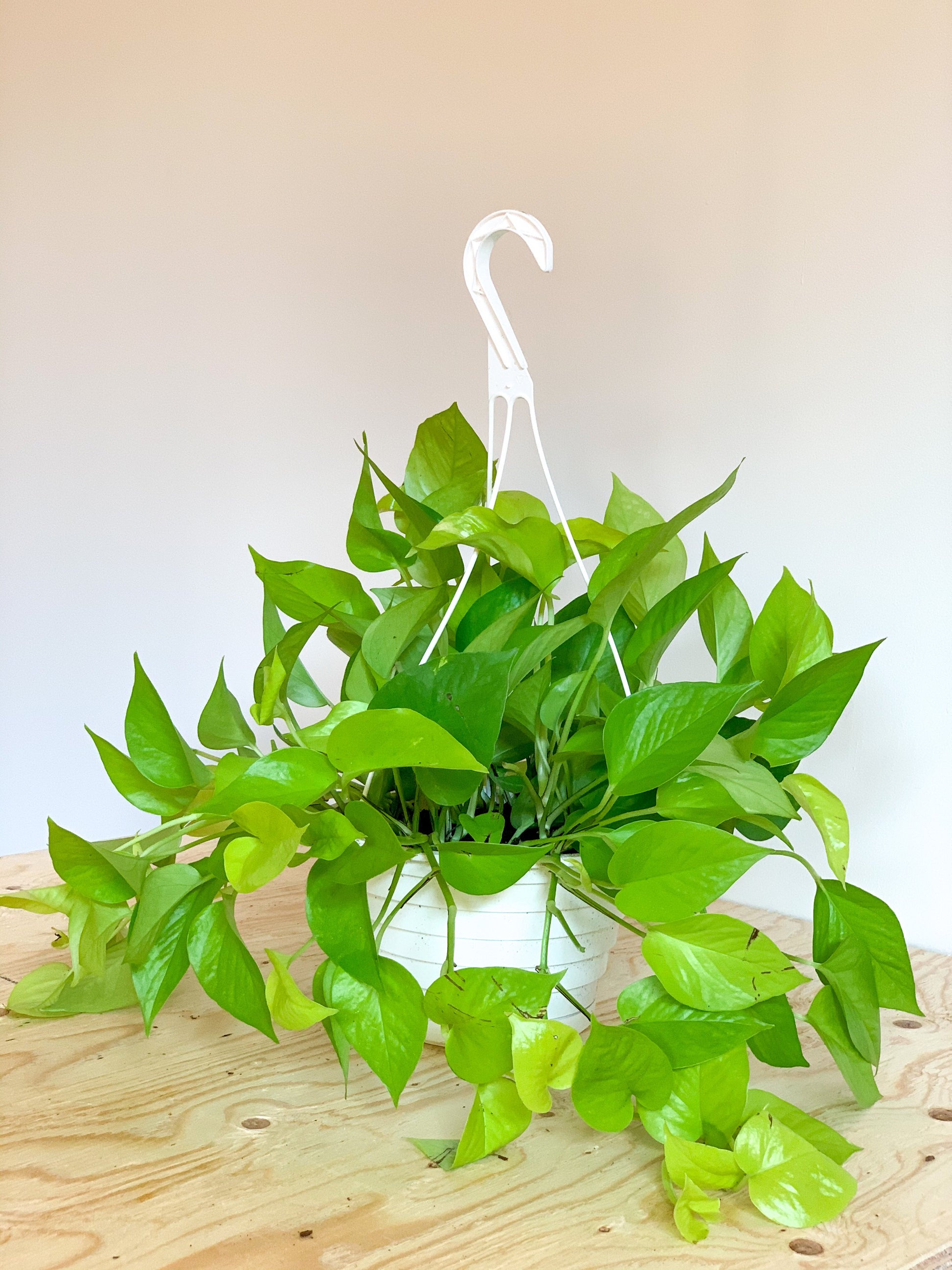 Charles (Pothos Neon) 8 Po.