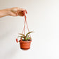 Nephtalie (Nepenthes) * plante carnivore - 4.5 po. 