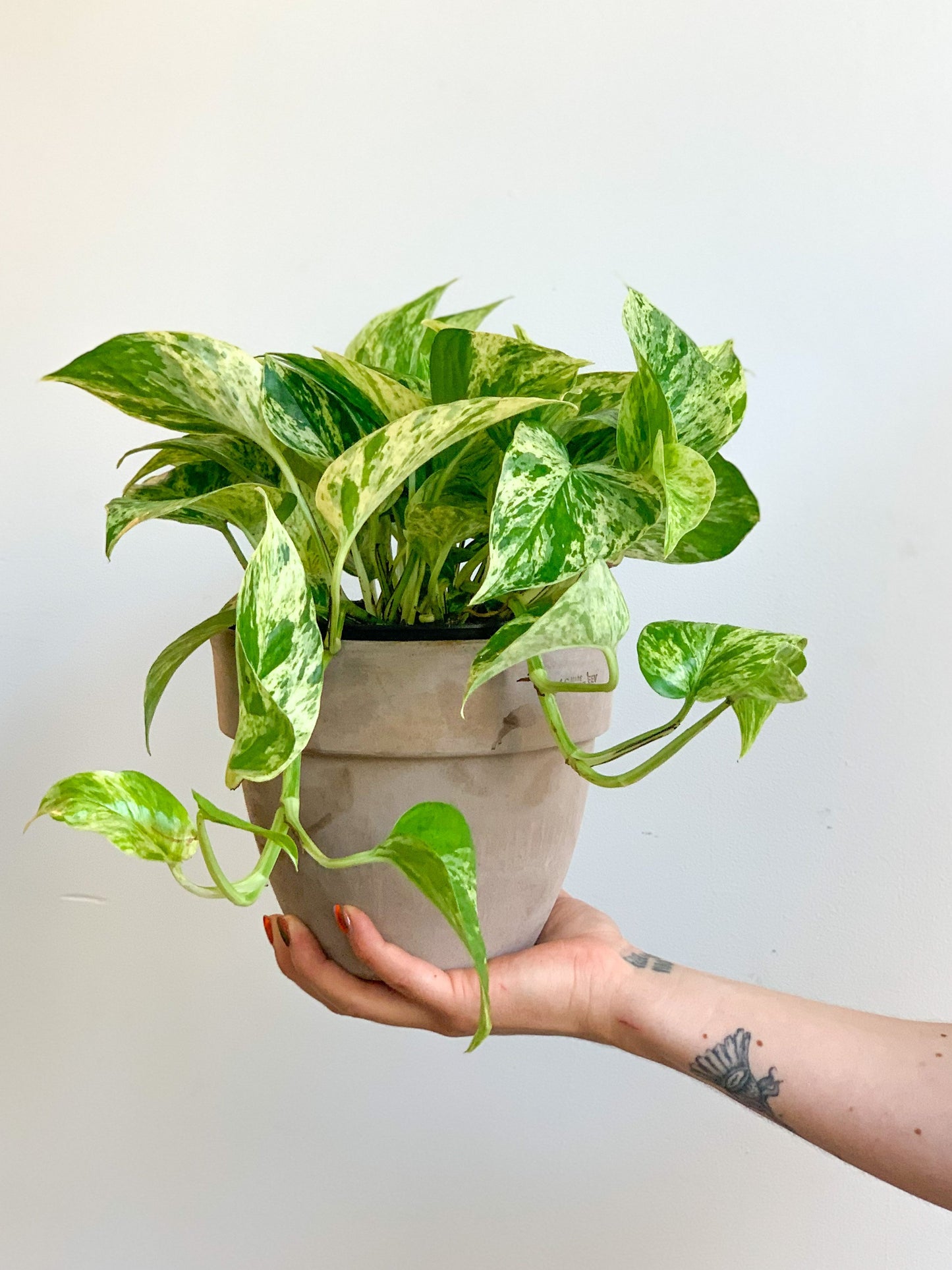 Kassandra (Pothos) 6 Po.