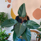 Congo (Philodendron) 10 Po.
