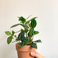 Cadieux (Pilea)