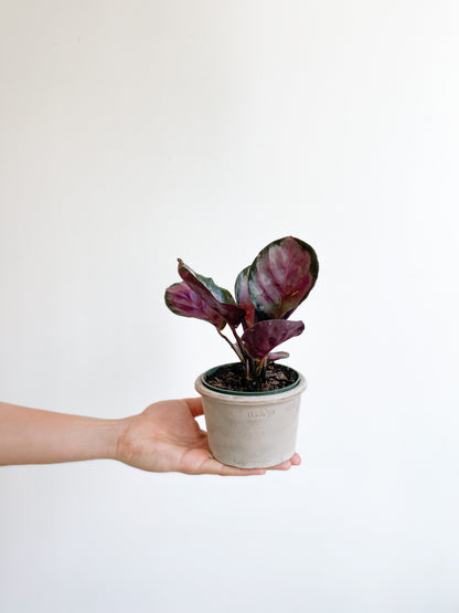 Roseanne (Calathea) - 4 po