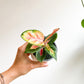 Thai (Aglaonema) - 4 po.