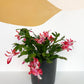 Pam (Schlumbergera)