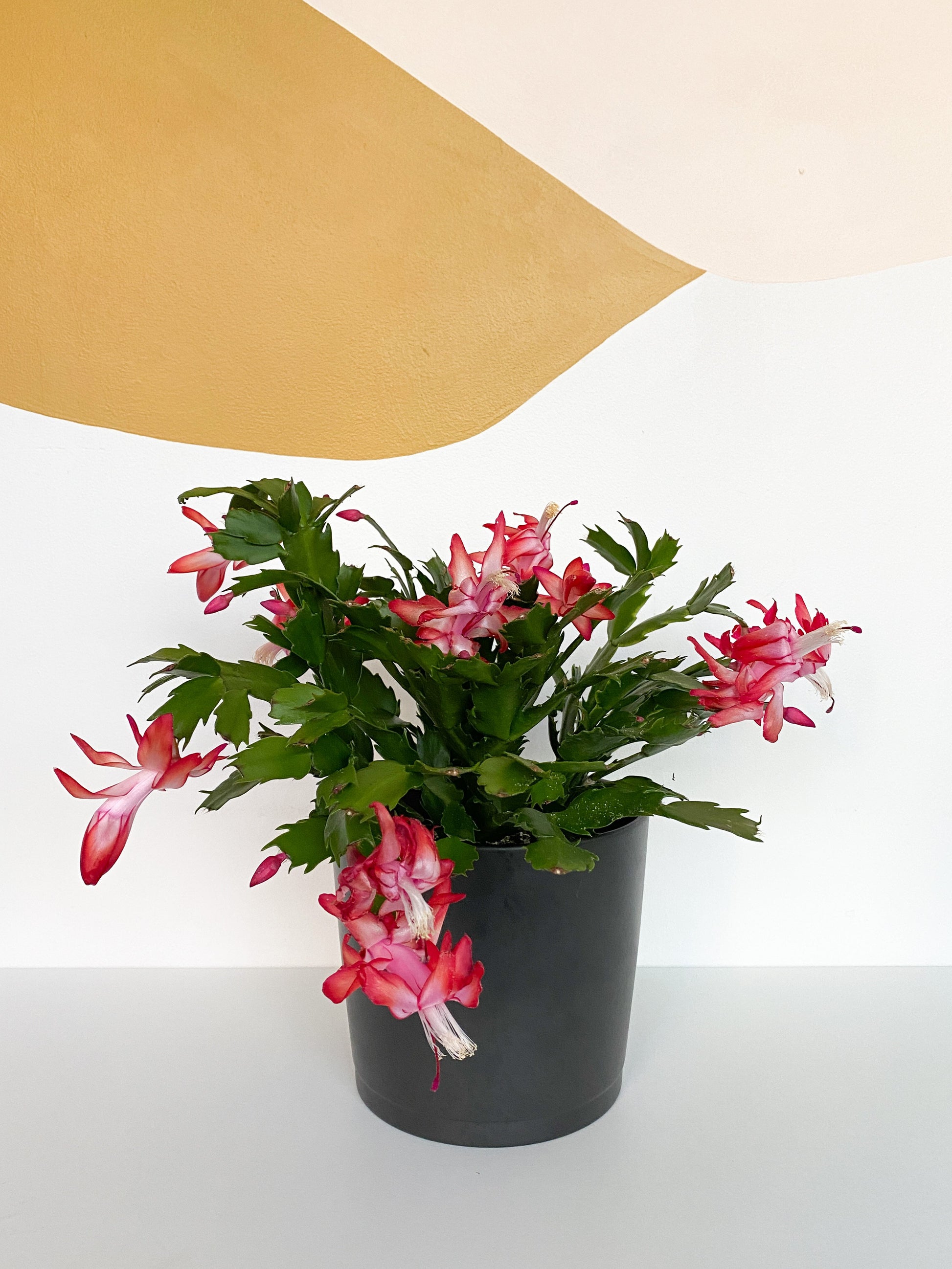 Pam (Schlumbergera)
