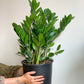 Zach (Zamioculcas)