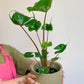 Sting (Alocasia)