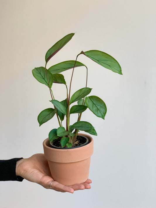 Sandy (Ctenanthe) 4 Po.