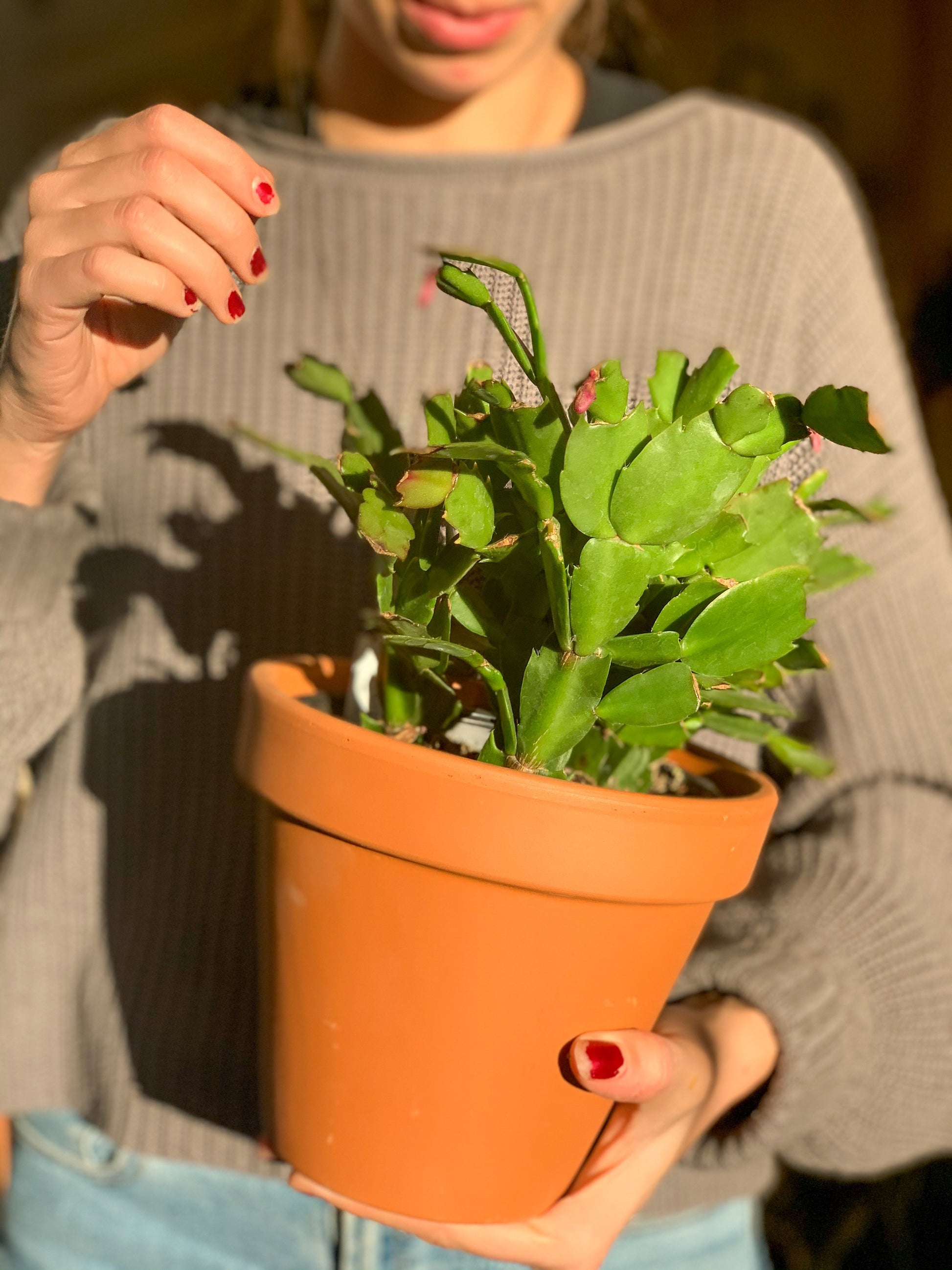 Pam (Schlumbergera)