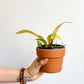 Philippine (Philodendron)