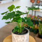 Shangrila (Philodendron)