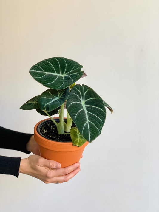 Vénus (Alocasia)