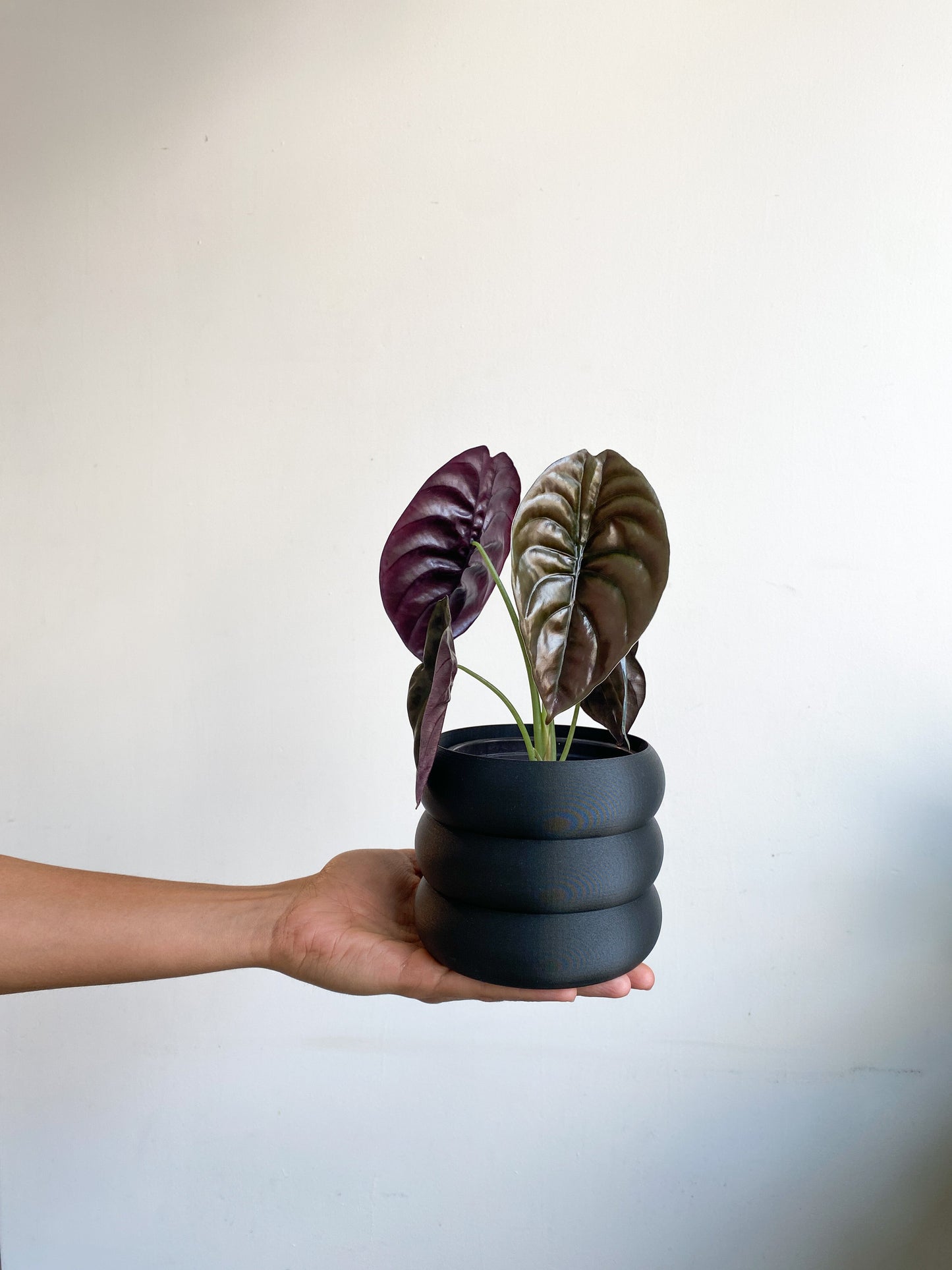 Selma (Alocasia) - 4 po.
