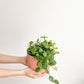 Hope (Peperomia) - 6 po.