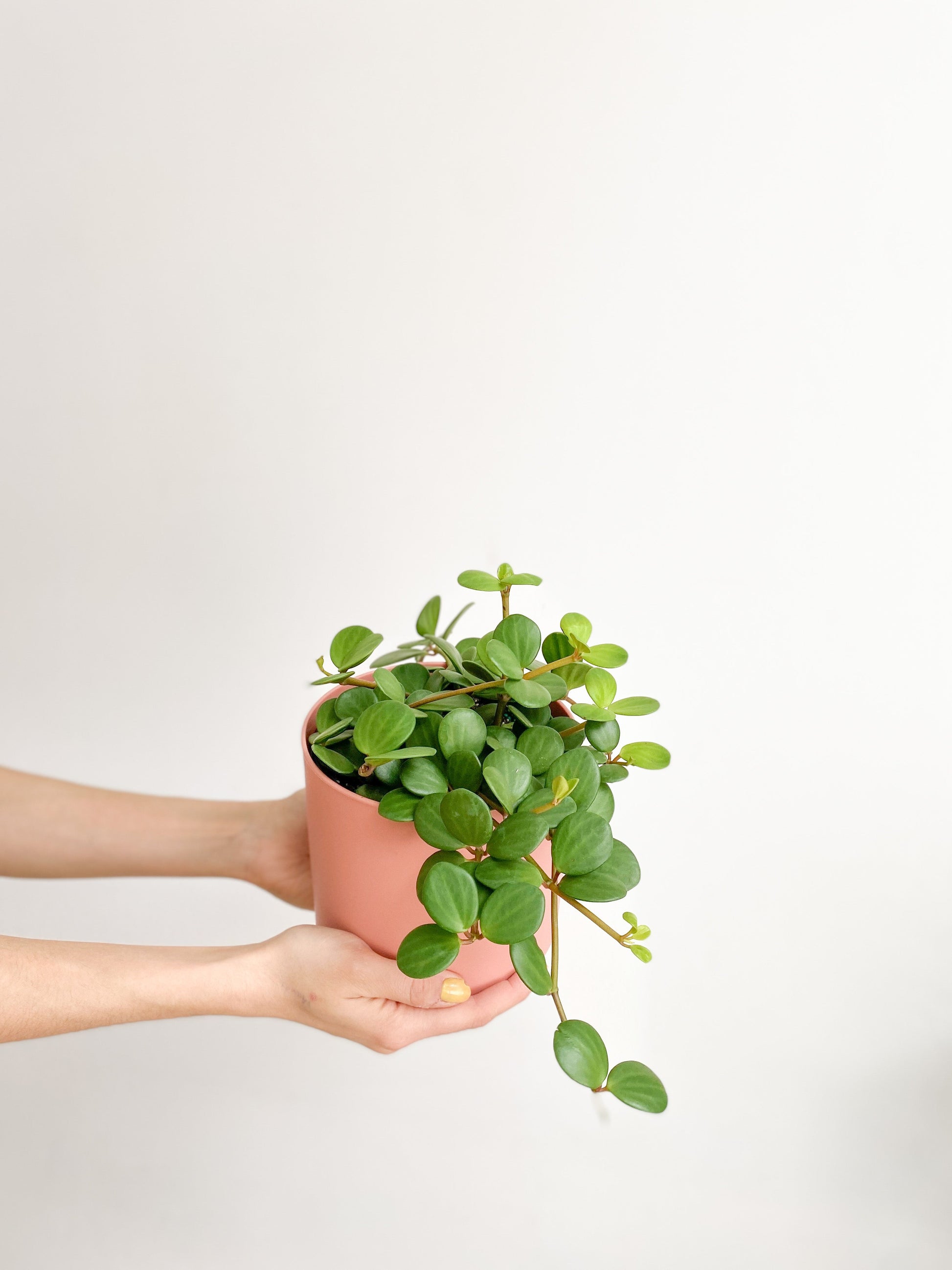 Hope (Peperomia) - 6 po.
