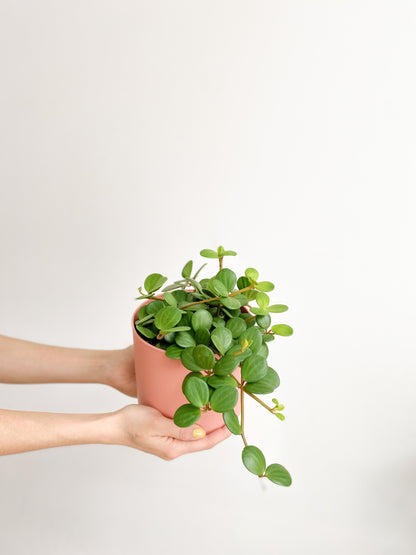 Hope (Peperomia) - 6 po.