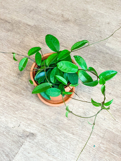 Carlos (Hoya)