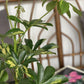 Gold (Schefflera)
