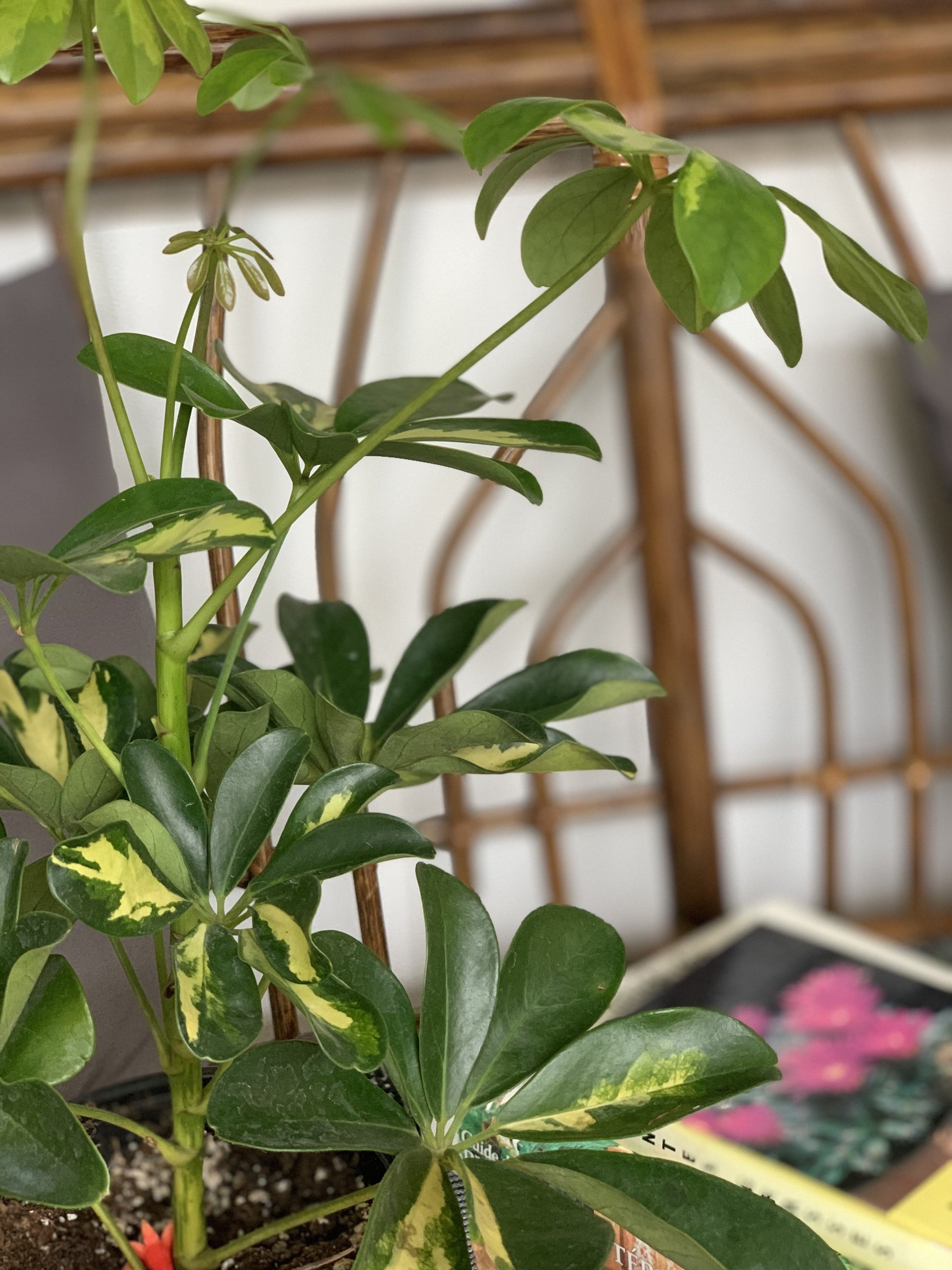 Gold (Schefflera)