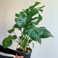 Jeune Monica (Monstera) 8 Po. Panier Suspendu