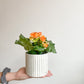 Rieger (Begonia) - 4.5 po.