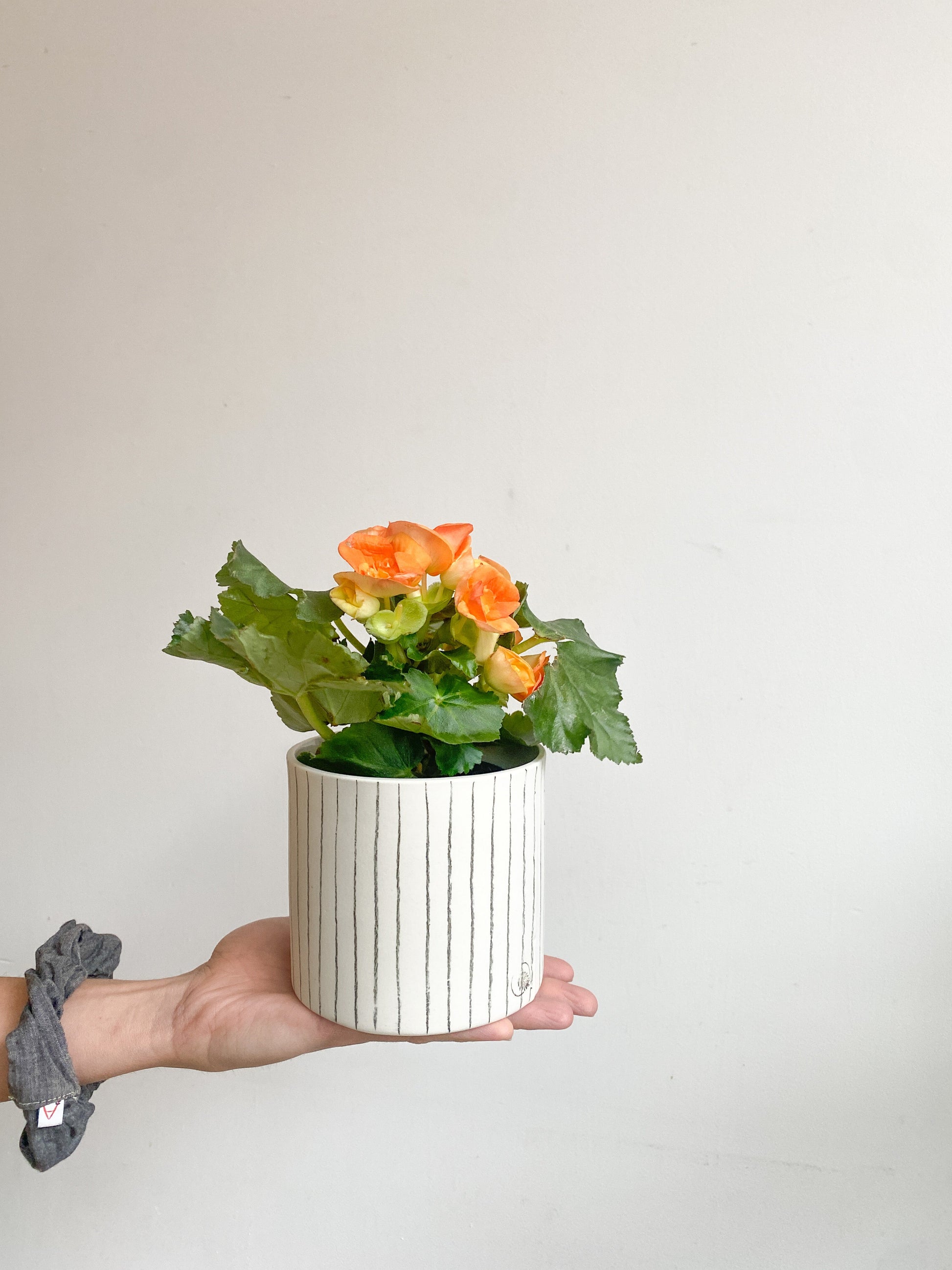 Rieger (Begonia) - 4.5 po.