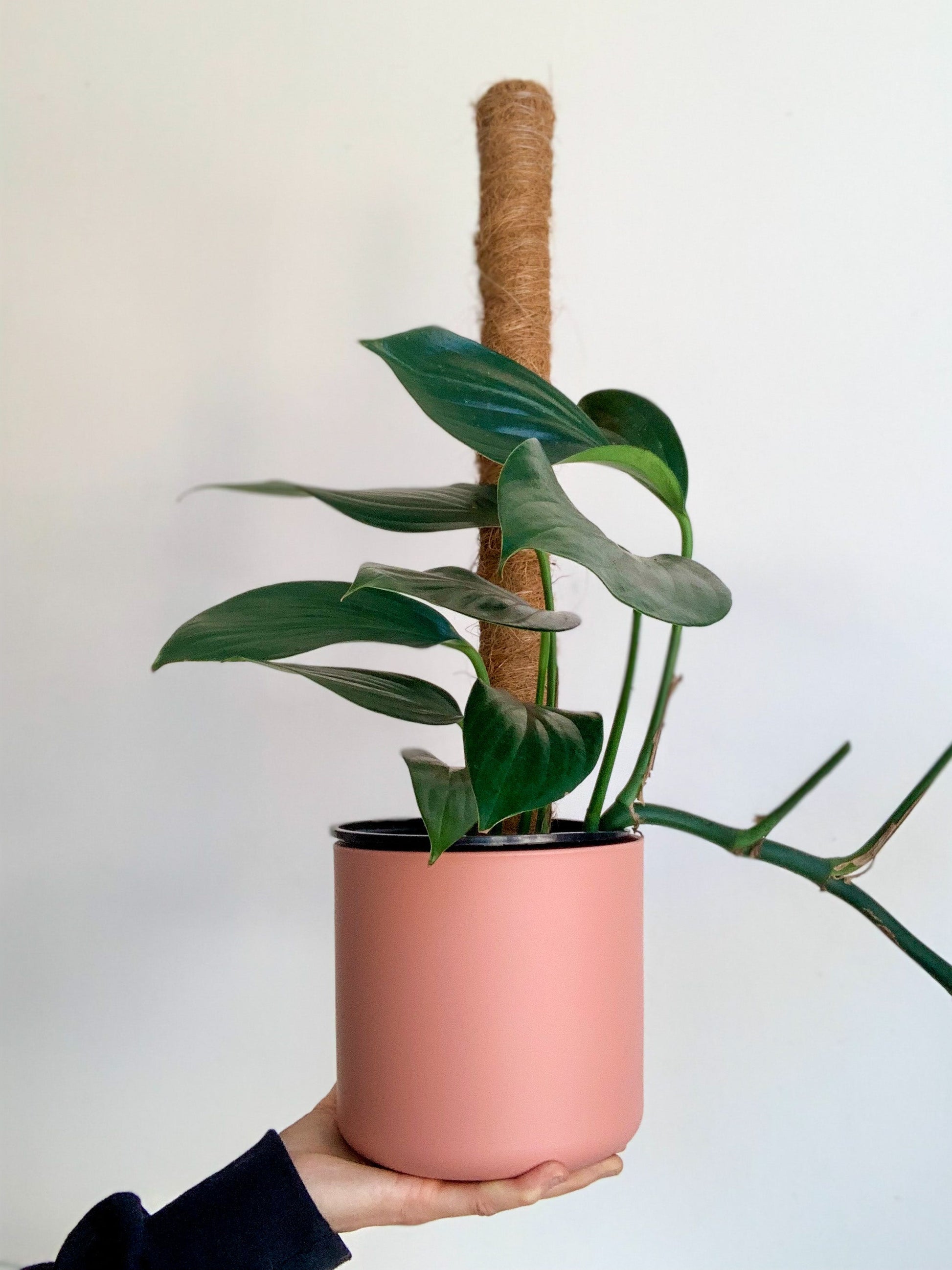 Pôle à plante en fibre de coco