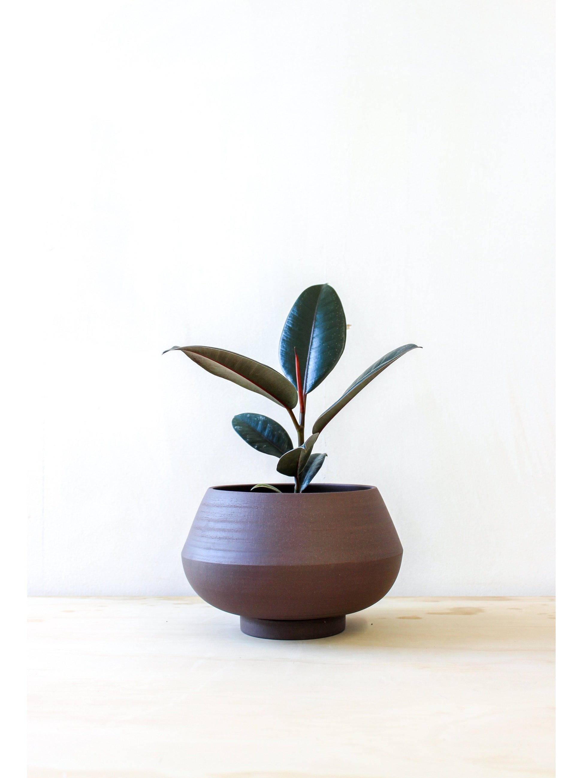 Pot Ingie Café / Petit (Plante De 4 Po.)