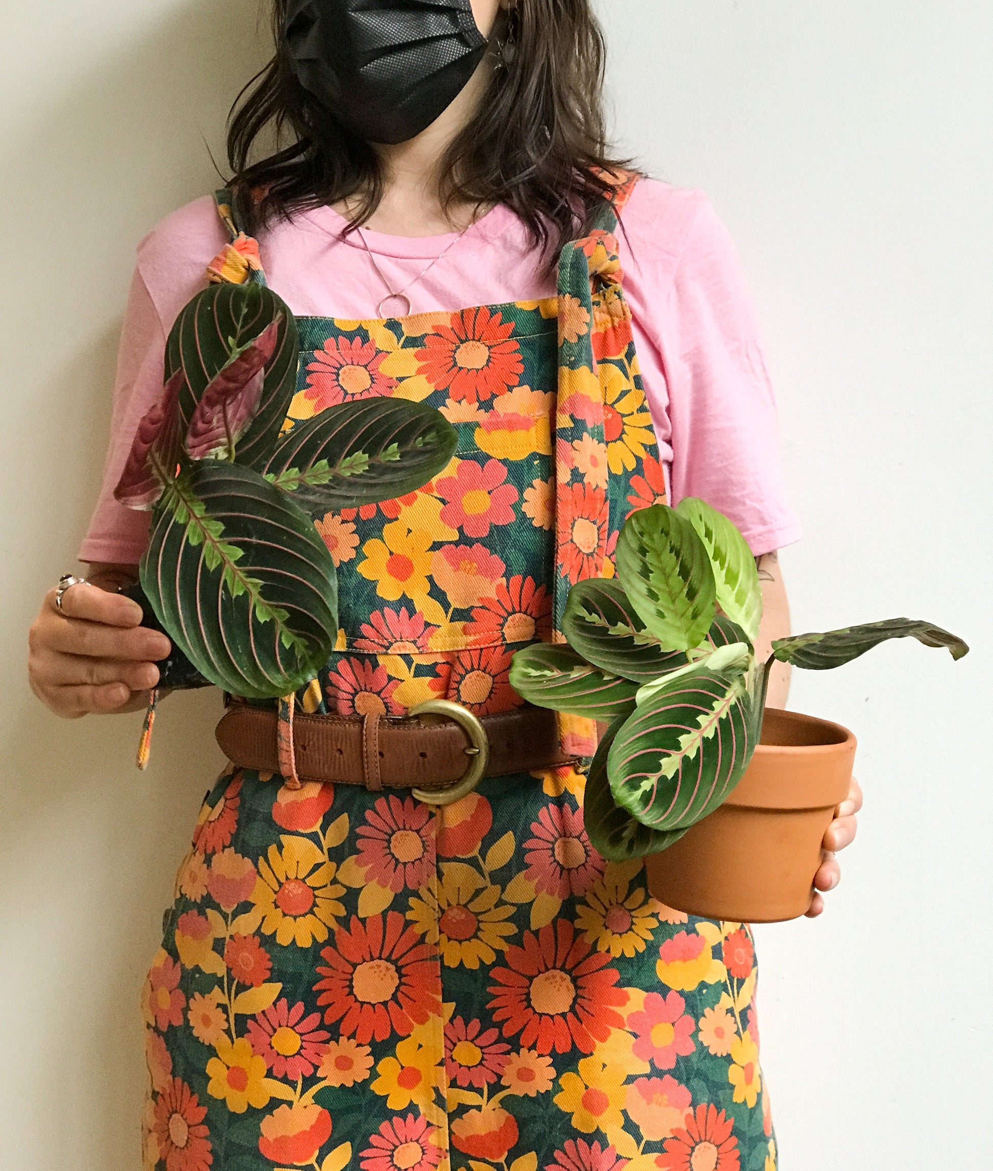 Madeleine (Maranta)