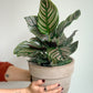 Orélie (Calathea) 6 Po.