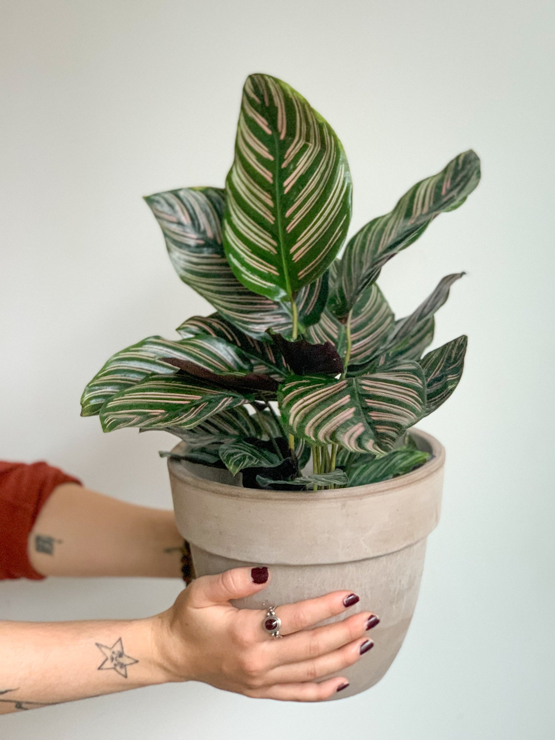 Orélie (Calathea) 6 Po.