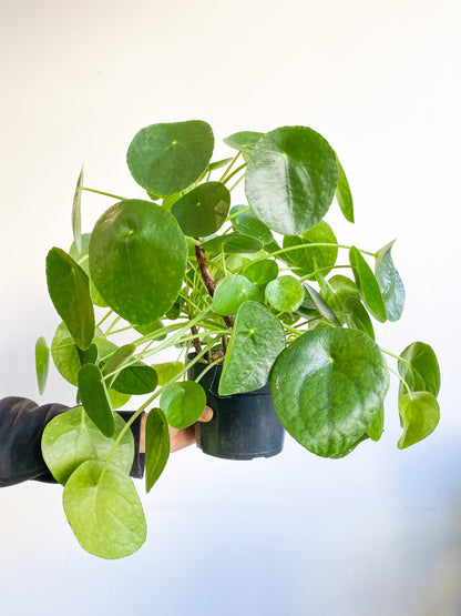 Jeune Pepe (Pilea) - 6 po.