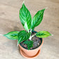 Raoul (Aglaonema)