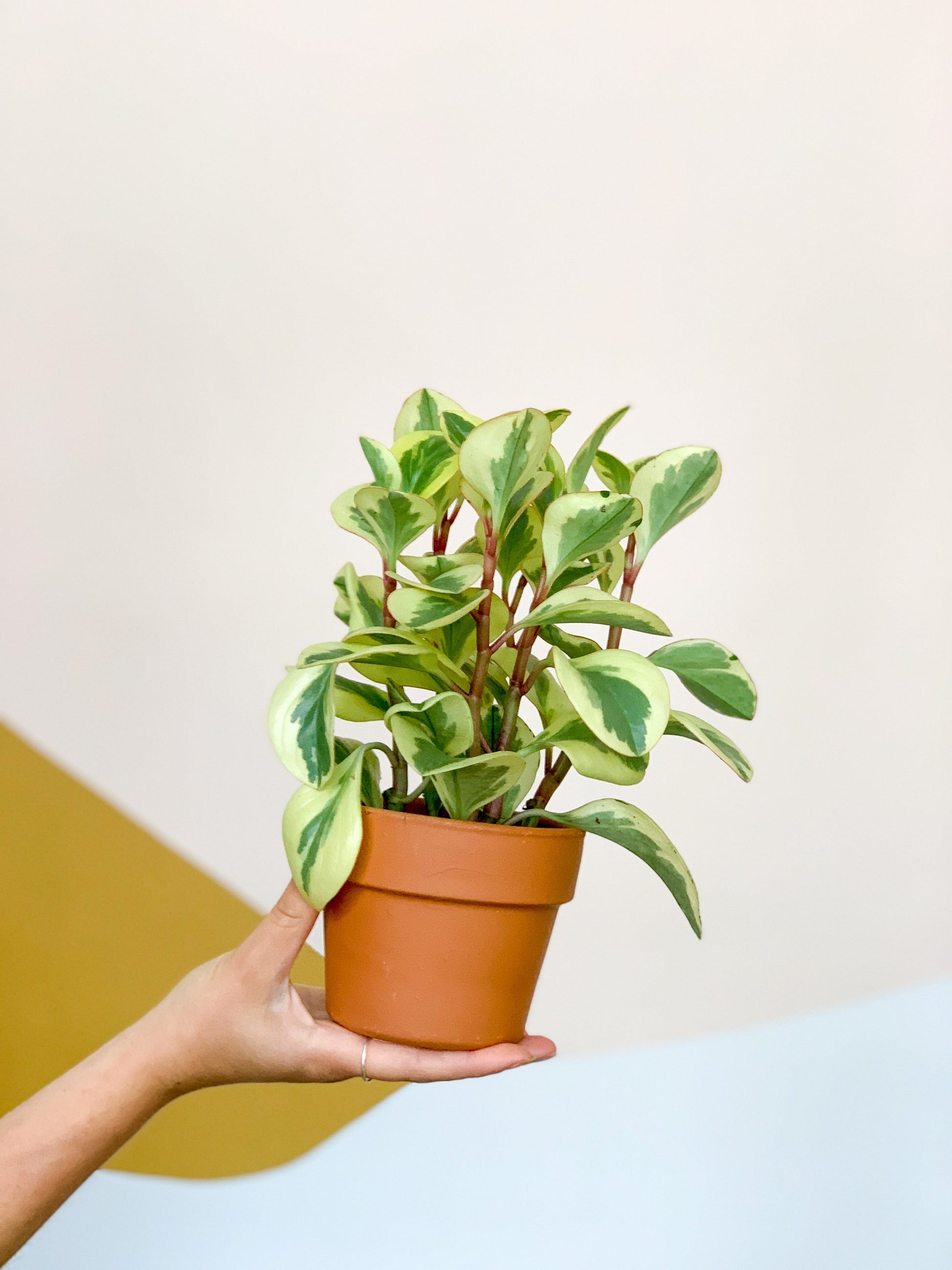 Cindy (Peperomia) - 4 po.