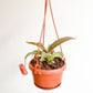 Nephtalie (Nepenthes) * plante carnivore - 4.5 po. 