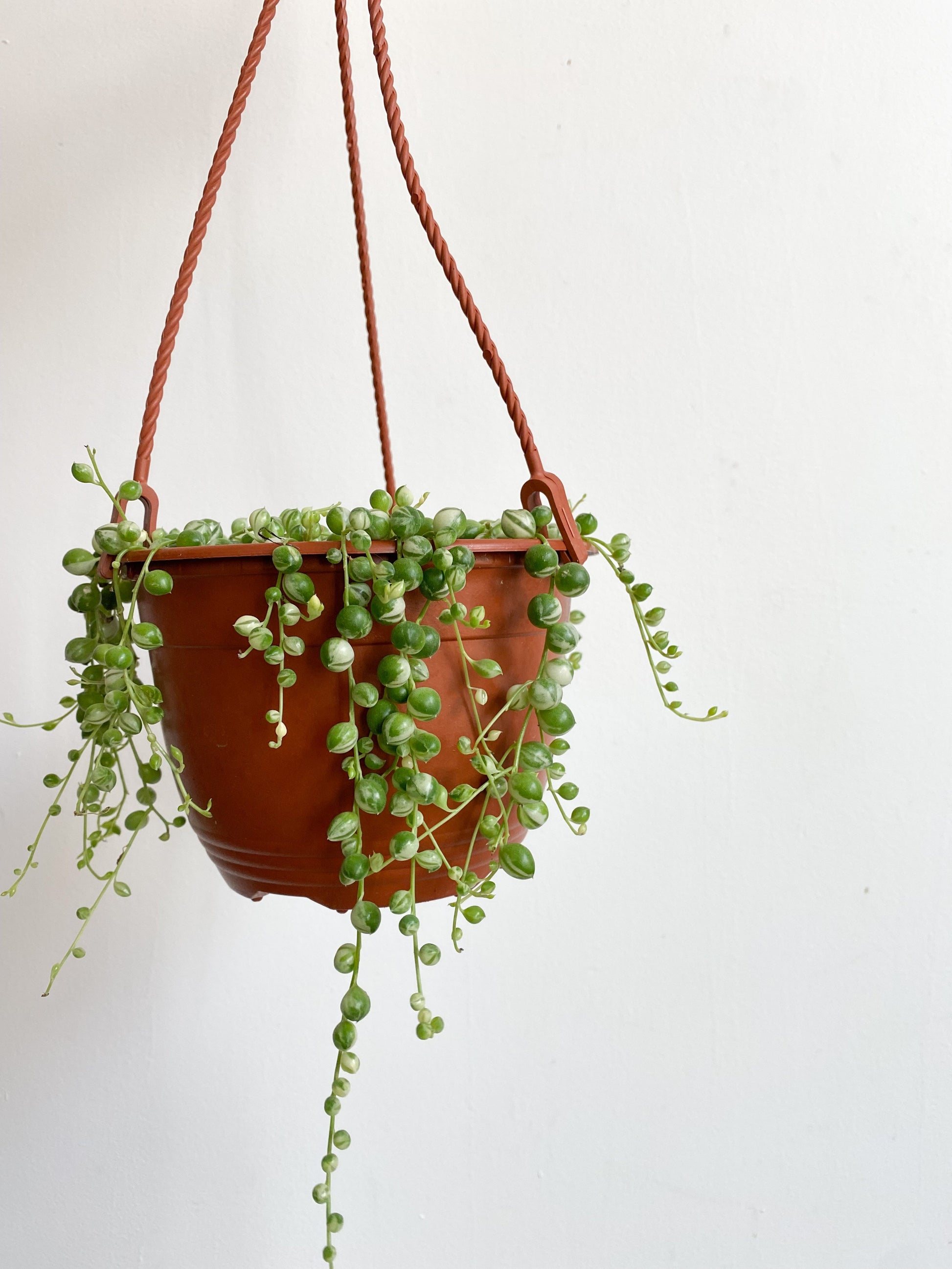 Miss Binnette (Senecio)